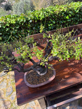 Cargar imagen en el visor de la galería, Bonsái Ciruelo (Prunus Domestica)
