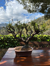 Cargar imagen en el visor de la galería, Bonsái Ciruelo (Prunus Domestica)