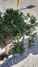 Cargar imagen en el visor de la galería, Junípero estilo semi cascada