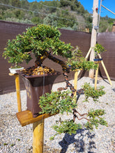 Cargar imagen en el visor de la galería, Junípero estilo semi cascada