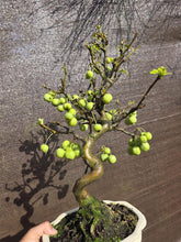 Cargar imagen en el visor de la galería, Manzano 10 años (Malus)