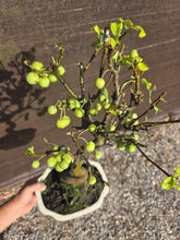 Cargar imagen en el visor de la galería, Manzano 10 años (Malus)