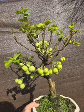 Cargar imagen en el visor de la galería, Manzano 10 años (Malus)