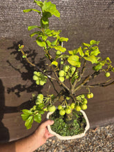 Cargar imagen en el visor de la galería, Manzano 10 años (Malus)