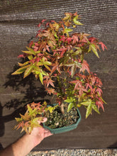 Cargar imagen en el visor de la galería, Bonsái Acer Palmatum Deshojo 10 años