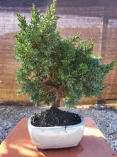 Cargar imagen en el visor de la galería, Juniperus chinensis 10 años