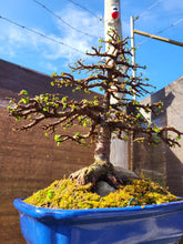 Cargar imagen en el visor de la galería, Olmo en roca - zelkova parvifolia 15 años.