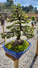 Cargar imagen en el visor de la galería, Olmo en roca - zelkova parvifolia 15 años.