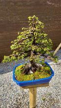 Cargar imagen en el visor de la galería, Olmo en roca - zelkova parvifolia 15 años.