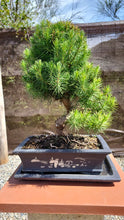 Cargar imagen en el visor de la galería, Pinus Halepensis 12 años maceta Yixing