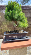 Cargar imagen en el visor de la galería, Pinus Halepensis 12 años maceta Yixing
