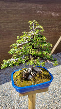Cargar imagen en el visor de la galería, Olmo en roca - zelkova parvifolia 15 años.