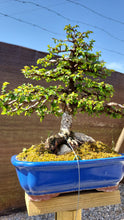 Cargar imagen en el visor de la galería, Olmo en roca - zelkova parvifolia 15 años.