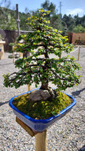 Cargar imagen en el visor de la galería, Olmo en roca - zelkova parvifolia 15 años.