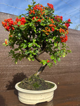 Cargar imagen en el visor de la galería, Bonsái Pyracantha 10 años