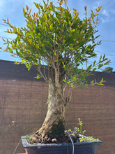 Cargar imagen en el visor de la galería, Bonsái Granado tronco grueso