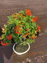 Cargar imagen en el visor de la galería, Bonsái Pyracantha 10 años
