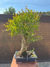 Cargar imagen en el visor de la galería, Bonsái Granado tronco grueso