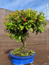 Cargar imagen en el visor de la galería, Bonsái Pyracantha 10 años