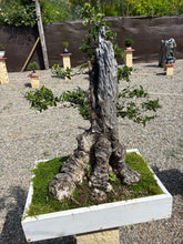 Cargar imagen en el visor de la galería, Bonsái Olea Europaea Sylvestris