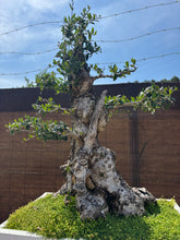 Cargar imagen en el visor de la galería, Bonsái Olea Europaea Sylvestris