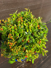 Cargar imagen en el visor de la galería, Bonsái Pyracantha 10 años