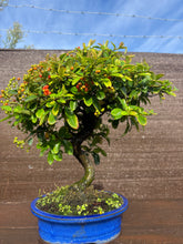Cargar imagen en el visor de la galería, Bonsái Pyracantha 10 años