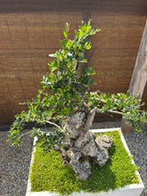 Cargar imagen en el visor de la galería, Bonsái Olea Europaea Sylvestris