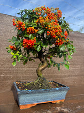 Cargar imagen en el visor de la galería, Bonsái Pyracantha 10 años