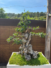 Cargar imagen en el visor de la galería, Bonsái Olea Europaea Sylvestris