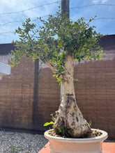 Cargar imagen en el visor de la galería, Bonsái Olea Europaea Sylvestris
