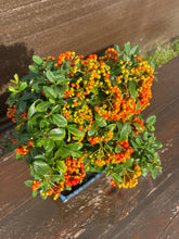 Cargar imagen en el visor de la galería, Bonsái Pyracantha 10 años