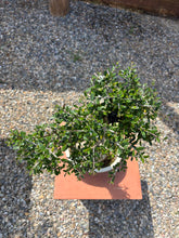 Cargar imagen en el visor de la galería, Bonsái Olea Europaea Sylvestris