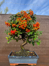 Cargar imagen en el visor de la galería, Bonsái Pyracantha 10 años