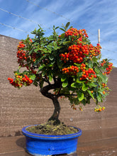 Cargar imagen en el visor de la galería, Bonsái Pyracantha 10 años