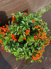 Cargar imagen en el visor de la galería, Bonsái Pyracantha 10 años