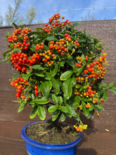 Cargar imagen en el visor de la galería, Bonsái Pyracantha 10 años