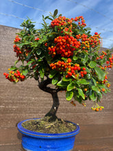 Cargar imagen en el visor de la galería, Bonsái Pyracantha 10 años