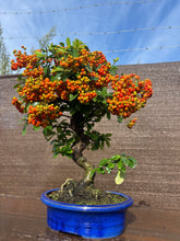Cargar imagen en el visor de la galería, Bonsái Pyracantha 10 años