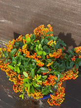 Cargar imagen en el visor de la galería, Bonsái Pyracantha 10 años