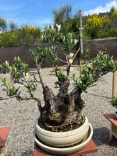 Cargar imagen en el visor de la galería, Bonsái Olea Europaea (OLIVO)