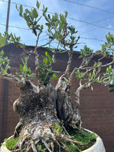 Cargar imagen en el visor de la galería, Bonsái Olea Europaea (OLIVO)