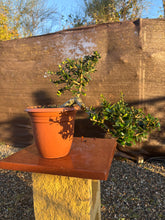 Cargar imagen en el visor de la galería, Prebonsái Olea Europaea (Olivo)