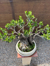 Cargar imagen en el visor de la galería, Bonsái Olea Europaea (OLIVO)