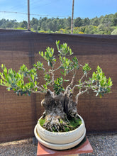 Cargar imagen en el visor de la galería, Bonsái Olea Europaea (OLIVO)