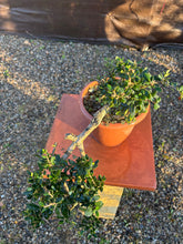 Cargar imagen en el visor de la galería, Prebonsái Olea Europaea (Olivo)