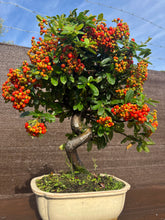Cargar imagen en el visor de la galería, Bonsái Pyracantha 10 años