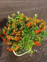 Cargar imagen en el visor de la galería, Bonsái Pyracantha 10 años