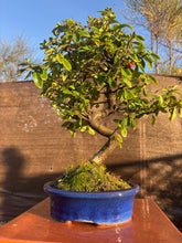Cargar imagen en el visor de la galería, Bonsái Pyracantha 10 años