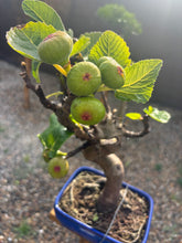 Cargar imagen en el visor de la galería, Bonsái higuera 10 años